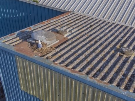 Pest control roof inspection Devon 360